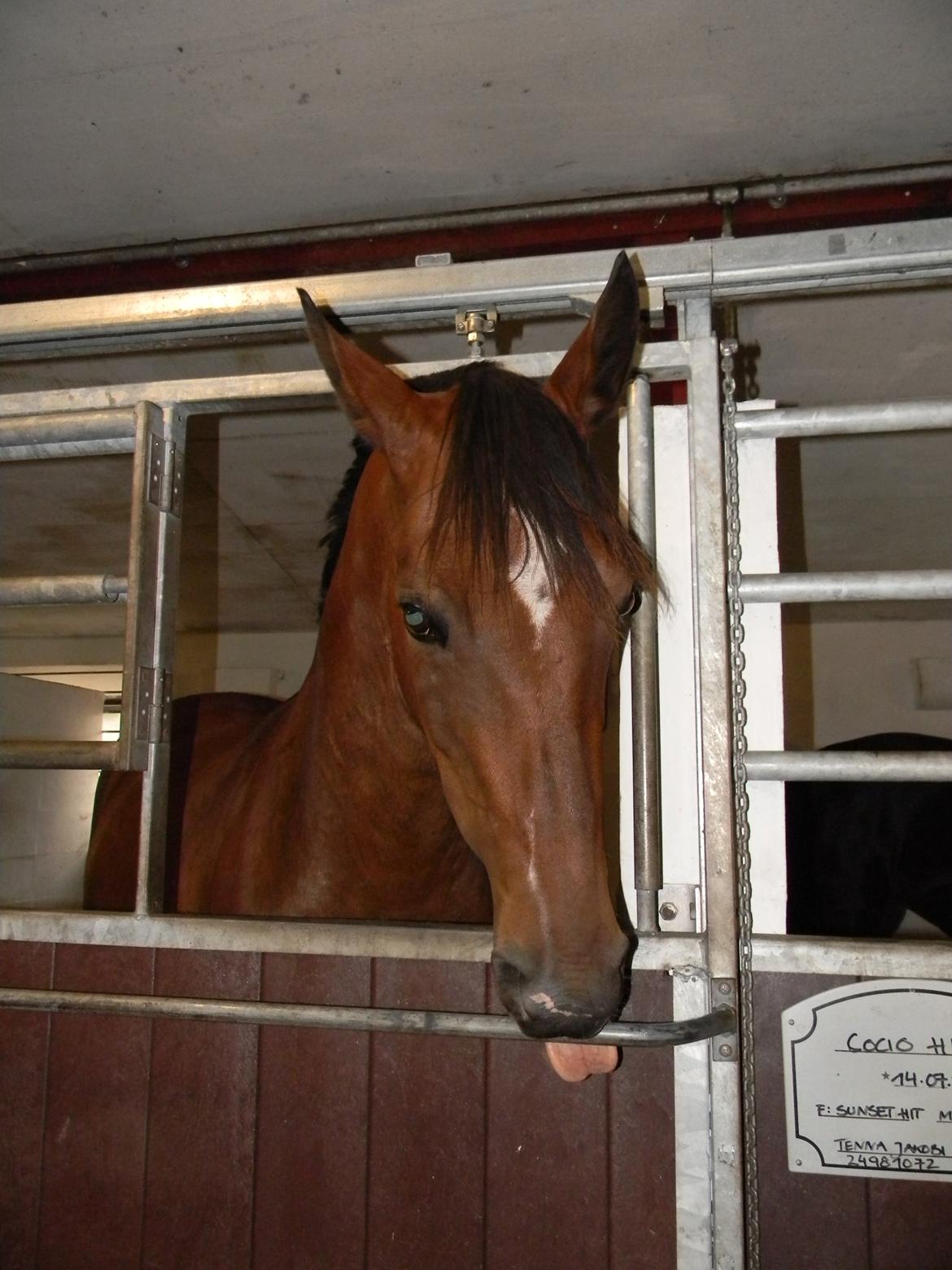 Anden særlig race Dakota - Total puppyface, det er jo ikke til at stå for... <3 - Foto: Mig billede 14