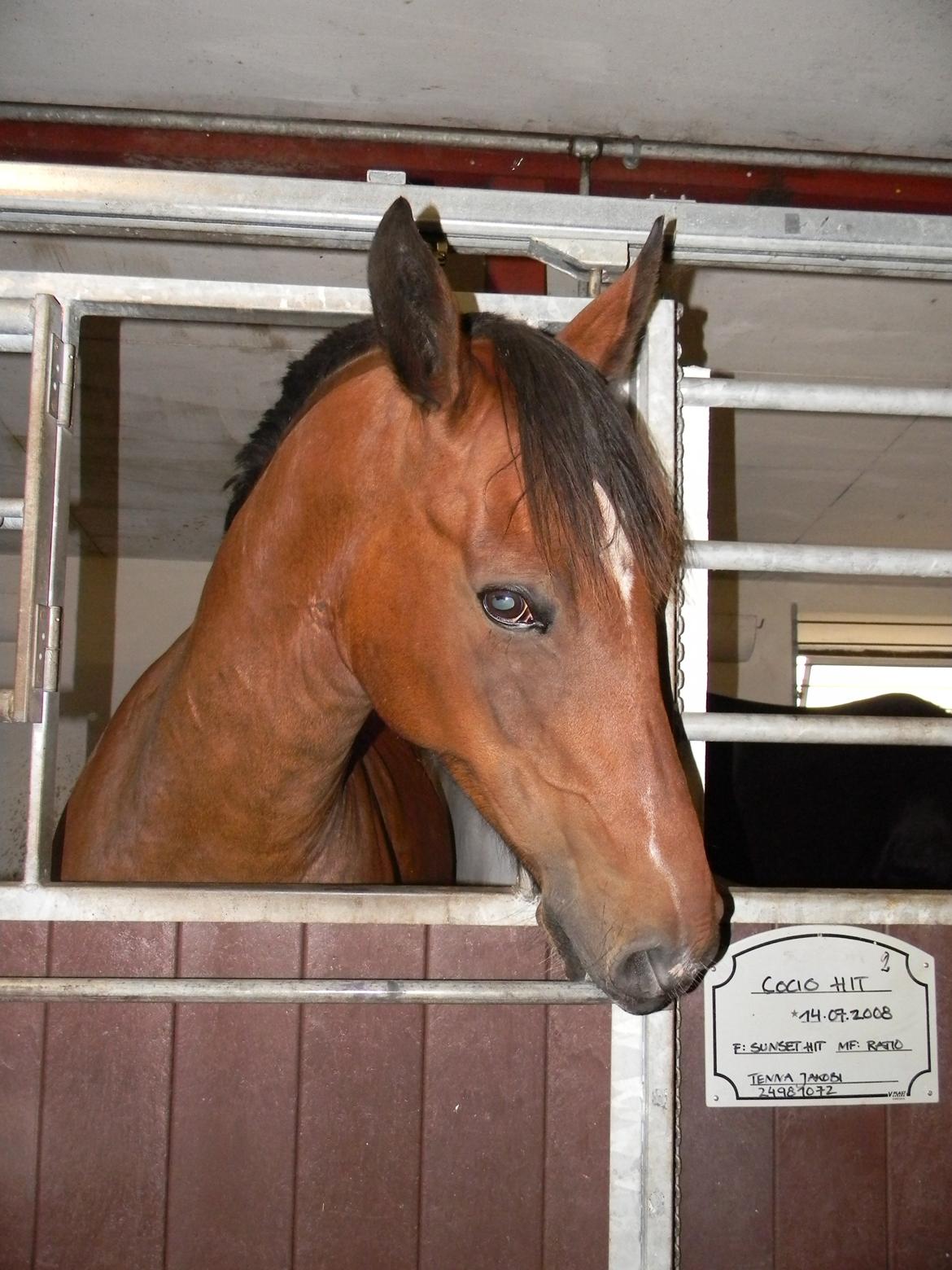 Anden særlig race Dakota - Det er altså ikke nemt at blive sur på en hest der kan komme med sådan nogle øjne der. ;) - Foto: Mig billede 15