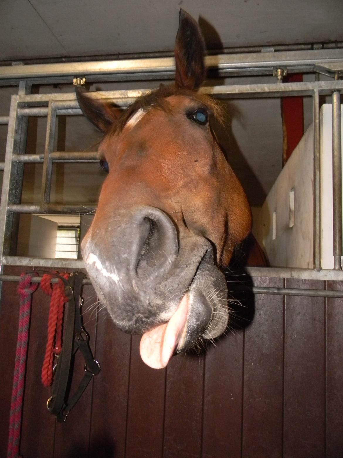 Anden særlig race Dakota - Kota er meget uforskammet og uopdragen, han rækker tunge af folk. ;) - Foto: Mig billede 16