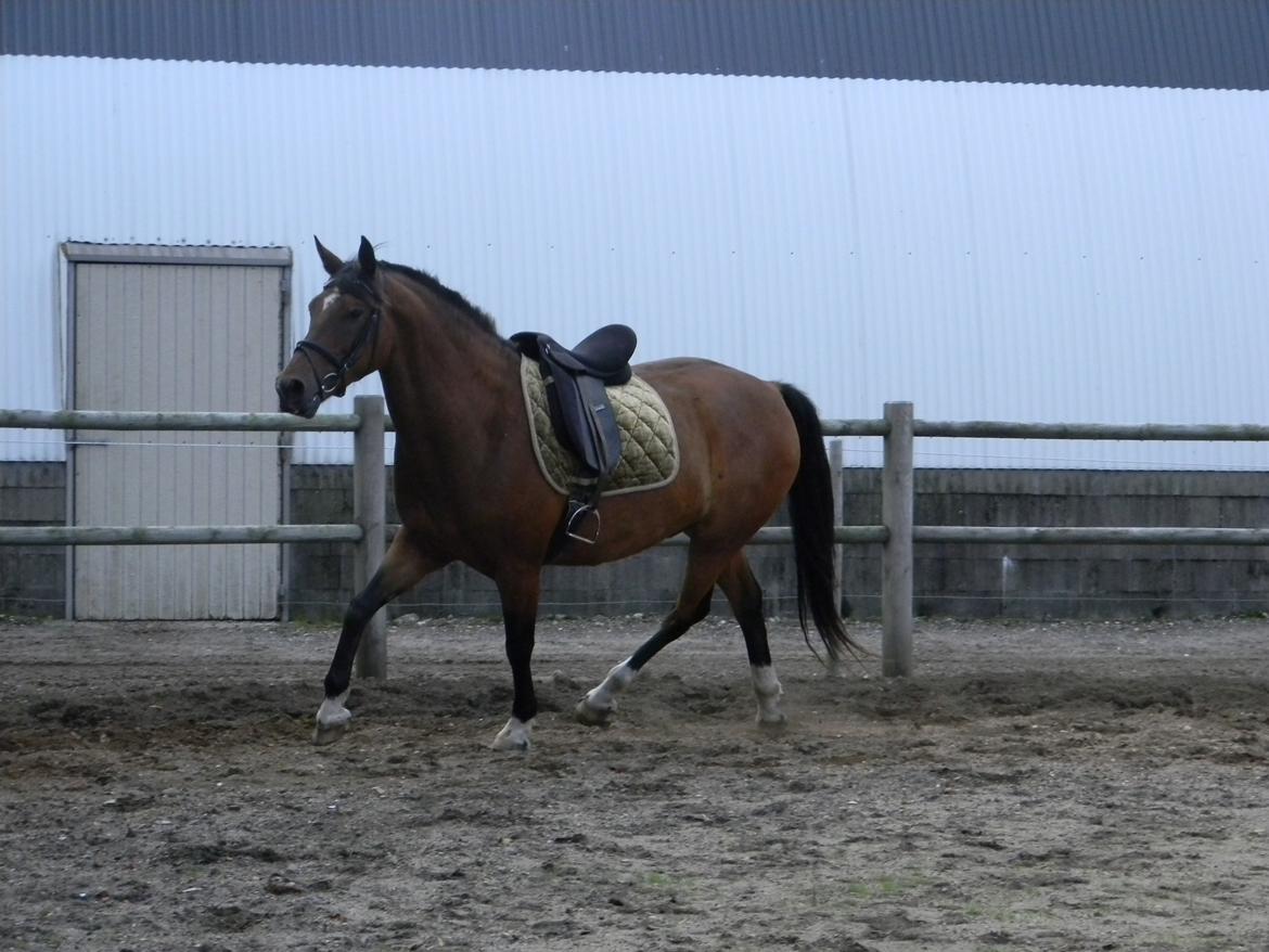 Anden særlig race Dakota - Foto: Mig billede 17