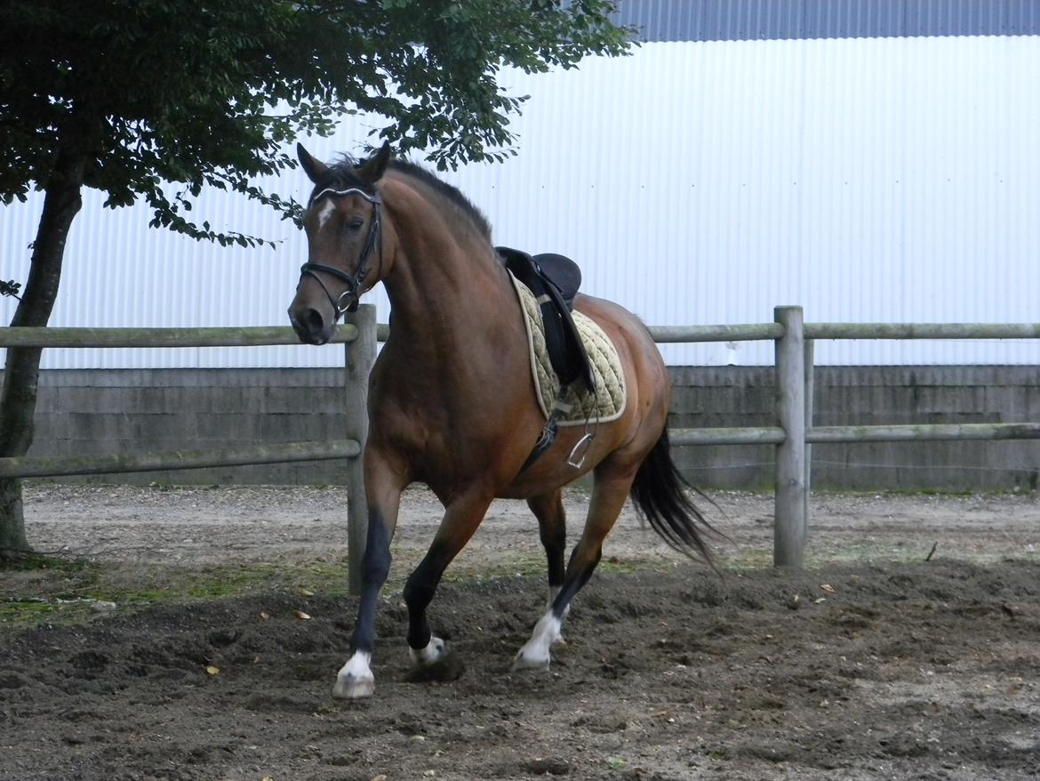 Anden særlig race Dakota - Foto: Mig billede 18