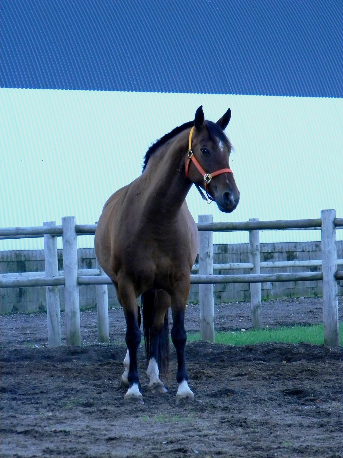 Anden særlig race Dakota - Det er altså lidt skidt når ens vallak mest af alt ligner en drægtig hoppe.. xD - Foto: Mig billede 19