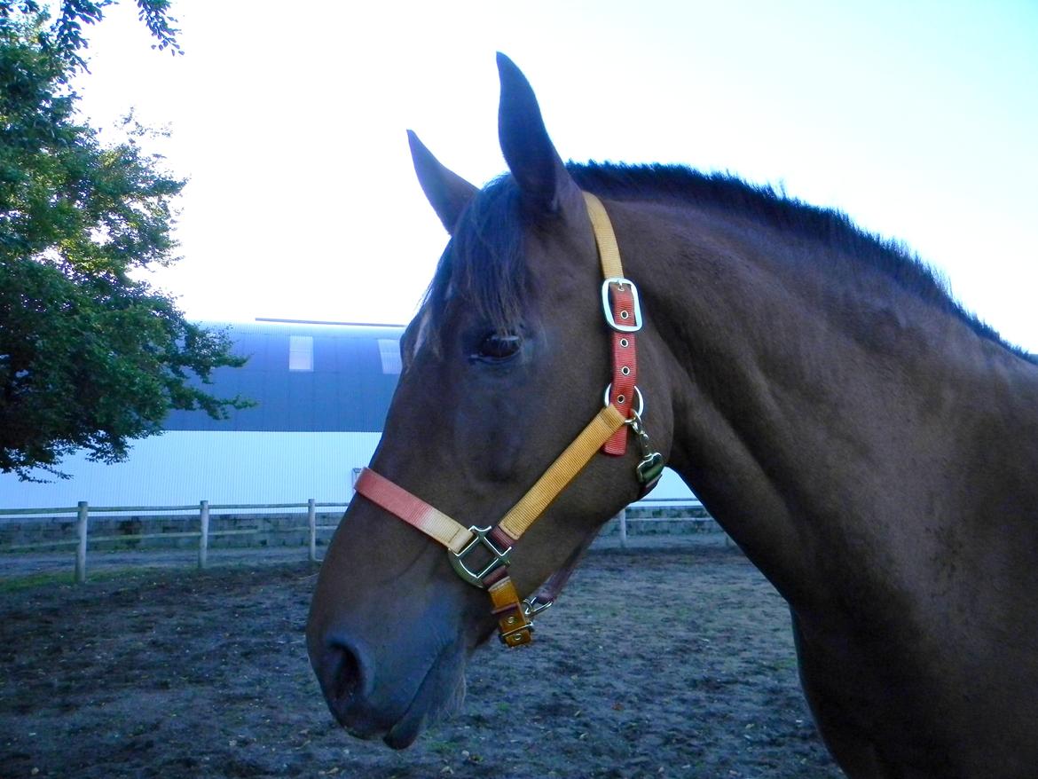 Anden særlig race Dakota - Kota med hans super seje grime fra Hestival (som han allerede næsten har bidt i stykker -.-') - Foto: Mig billede 20