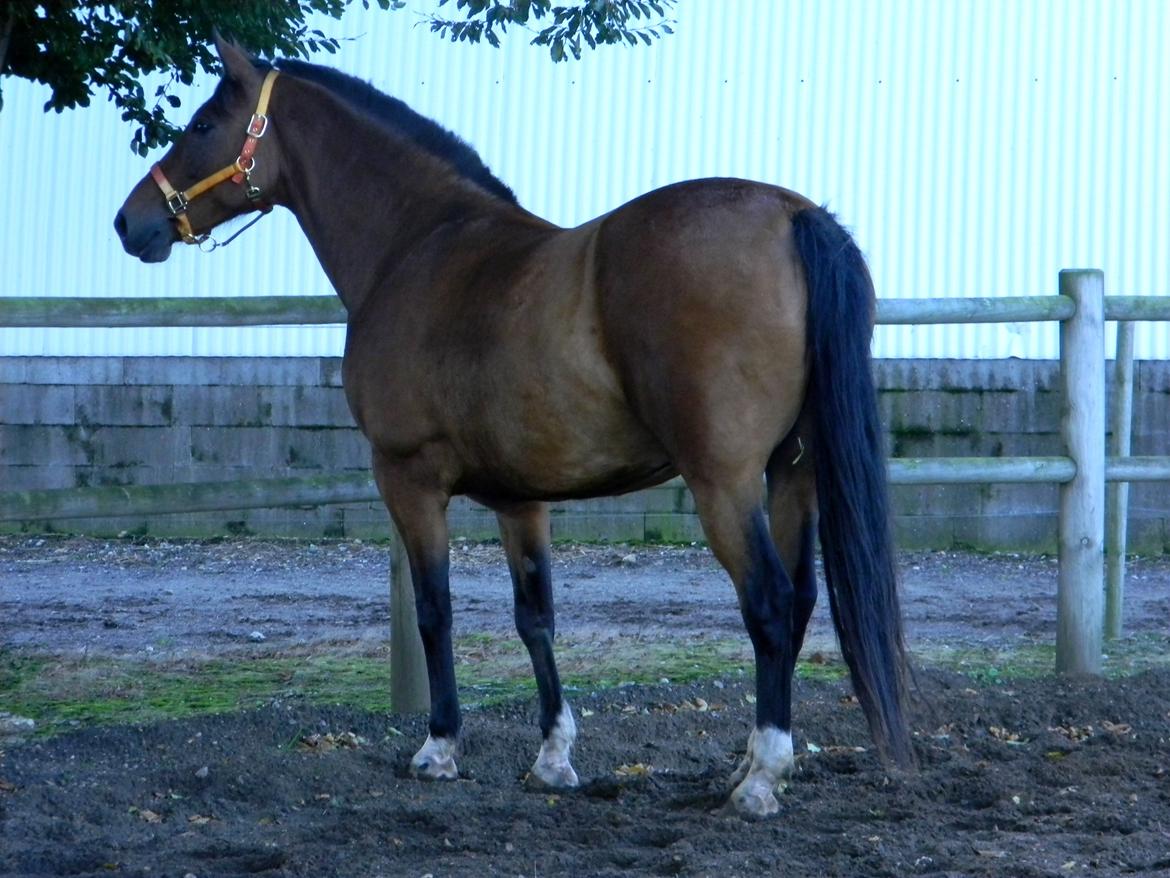 Anden særlig race Dakota - Foto: Mig billede 21