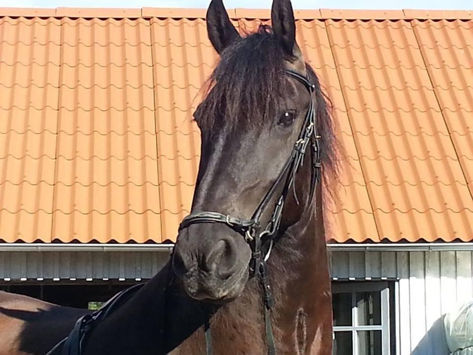 Frieser Branco af Stasevang - Branco takker af. Smid gerne en kommentar, evt. bedømmelse :-) billede 20