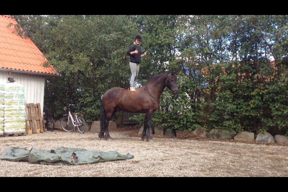 Frieser Branco af Stasevang - Højt til hest<3 billede 18
