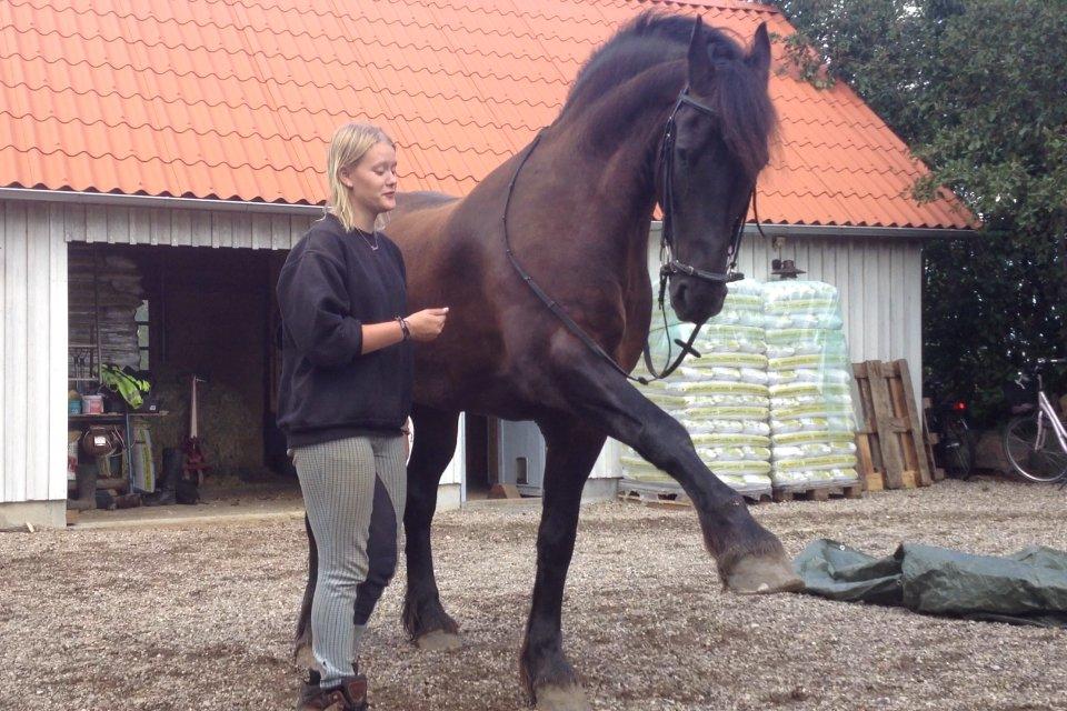 Frieser Branco af Stasevang billede 19