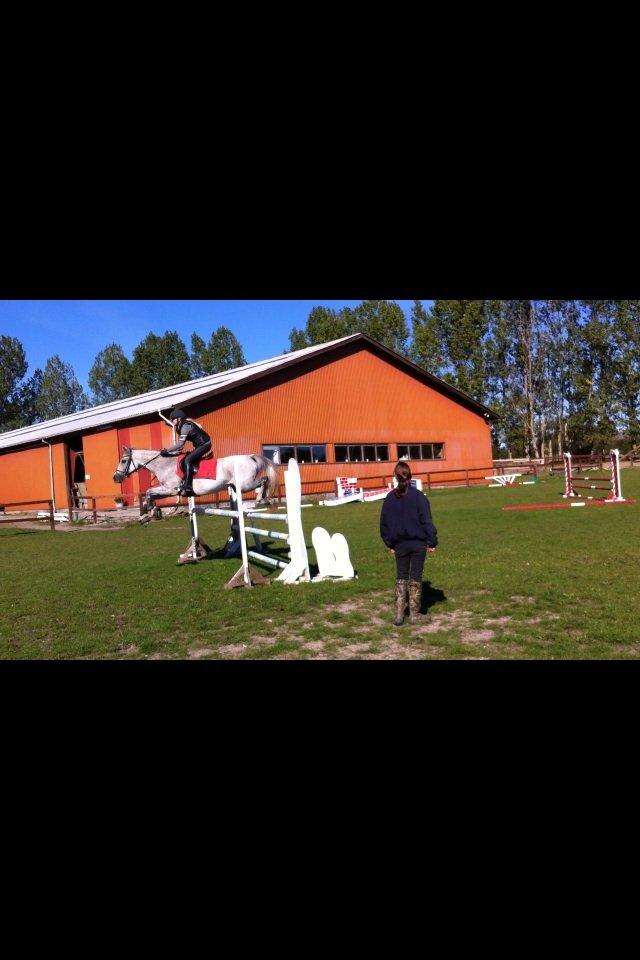 Arabisk fuldblod (OX) Bounique Bogota(låne pony) billede 10