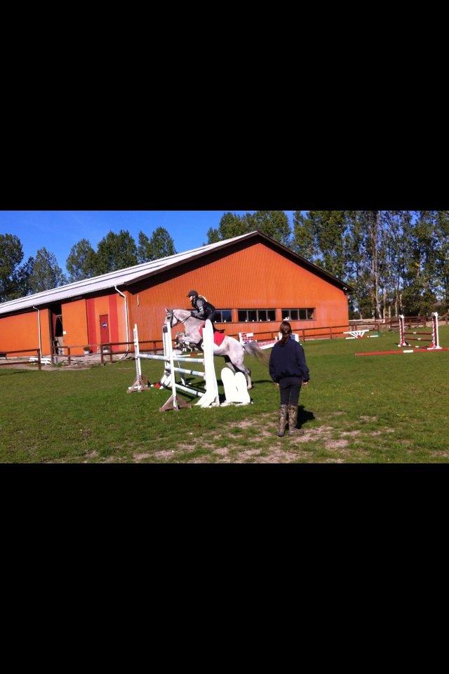 Arabisk fuldblod (OX) Bounique Bogota(låne pony) billede 11