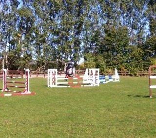 Arabisk fuldblod (OX) Bounique Bogota(låne pony) billede 12