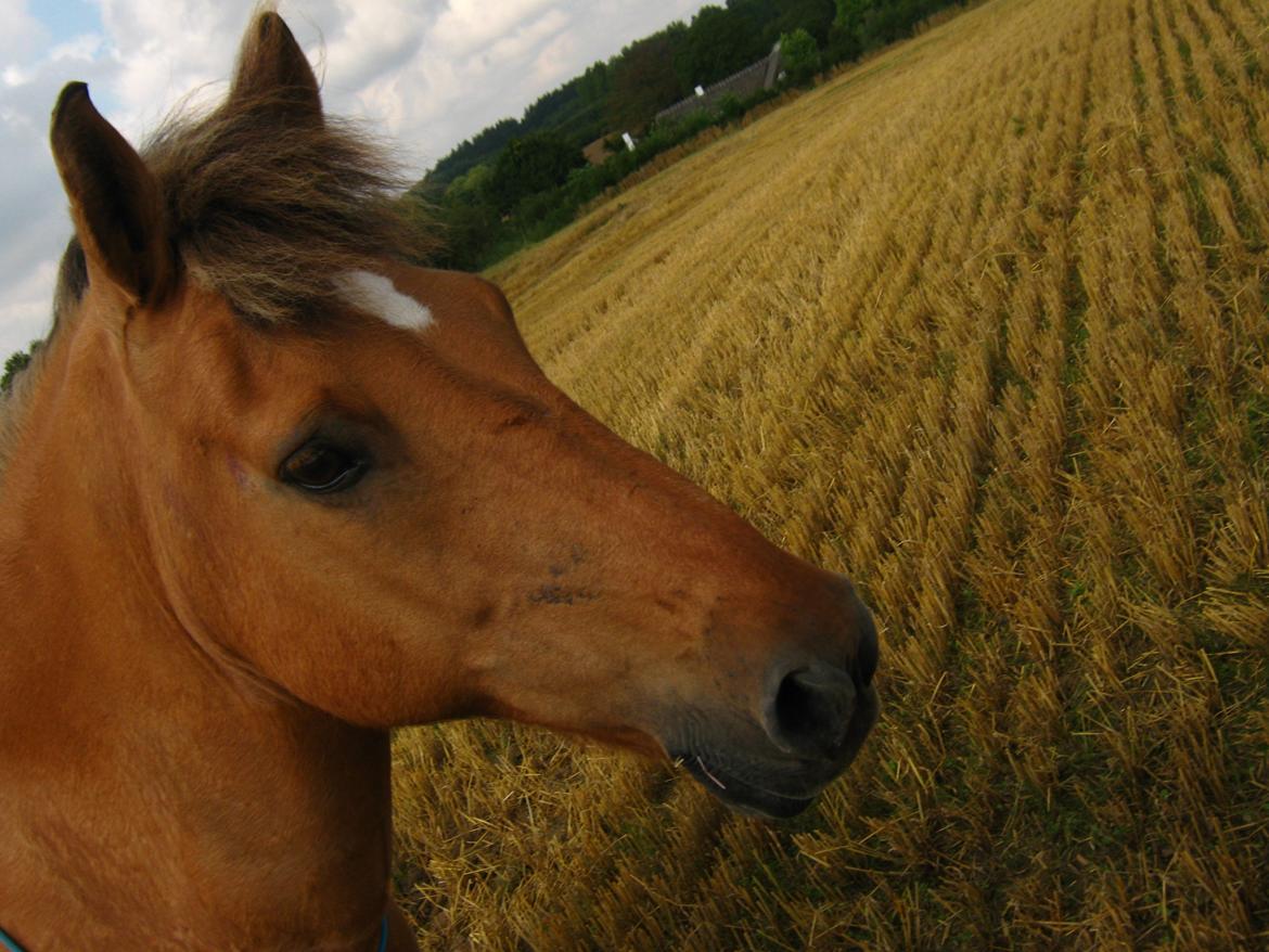 Anden særlig race Lukas billede 10