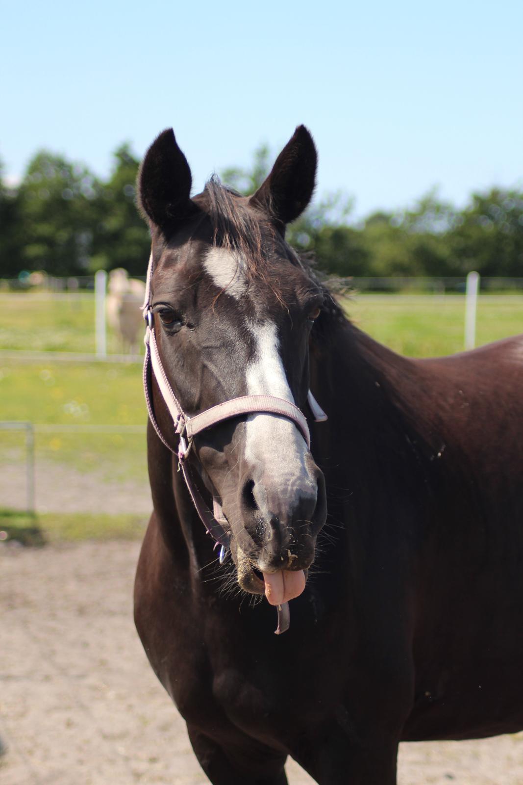 Anden særlig race Anomenens Gipzy Queen - Frække pony, der rækker tunge billede 4