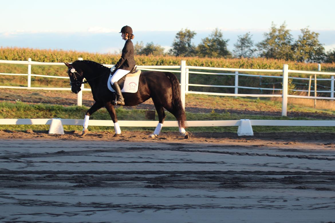 Anden særlig race Anomenens Gipzy Queen - Første stævne, og hun klarede det så godt billede 5