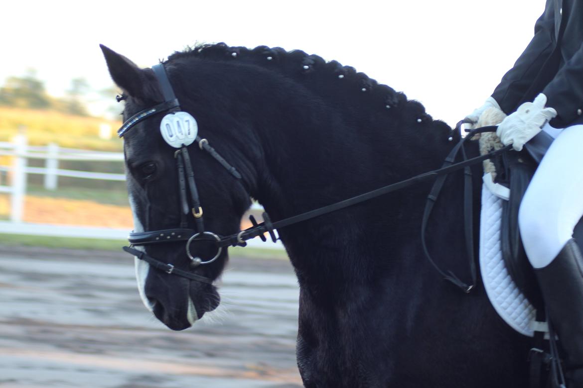 Anden særlig race Anomenens Gipzy Queen billede 2