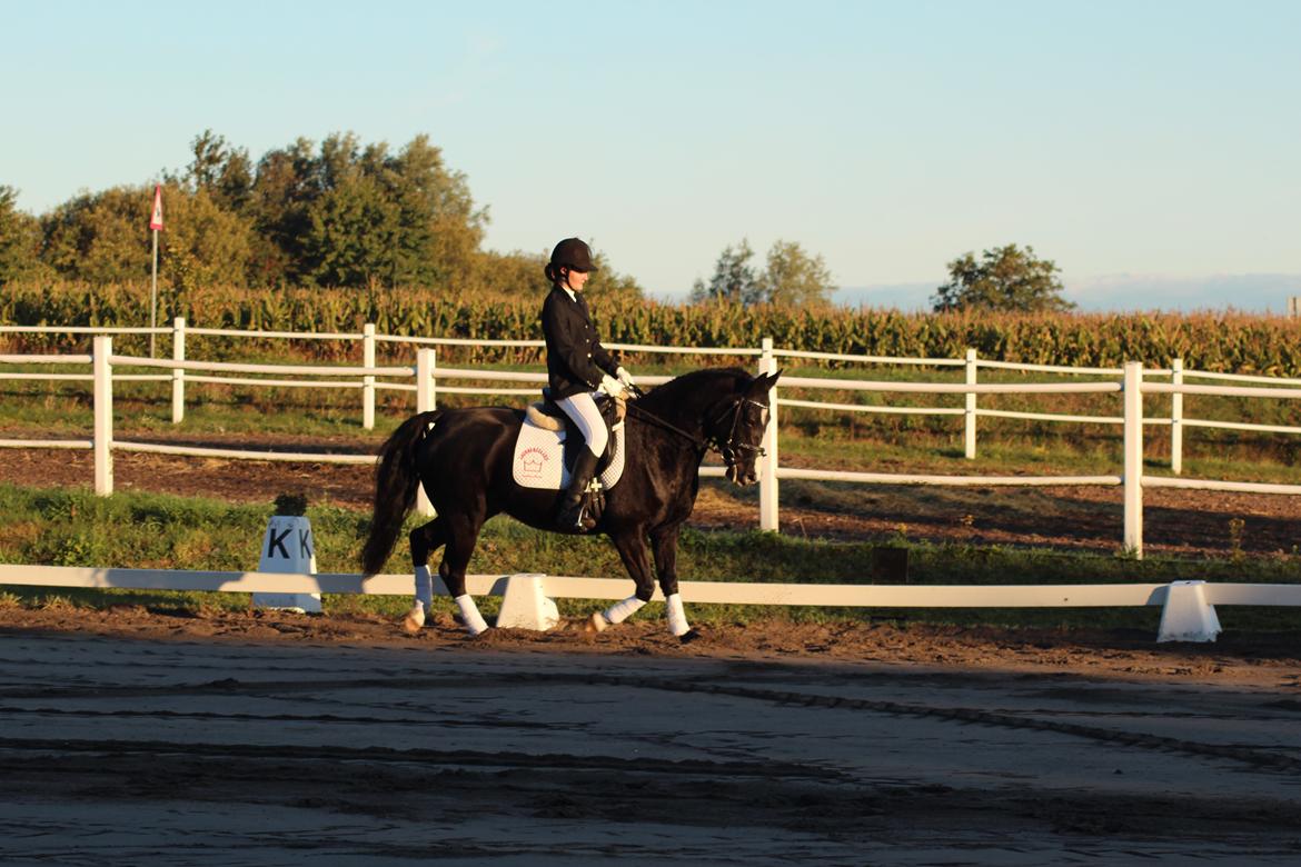 Anden særlig race Anomenens Gipzy Queen - stævne billede 10