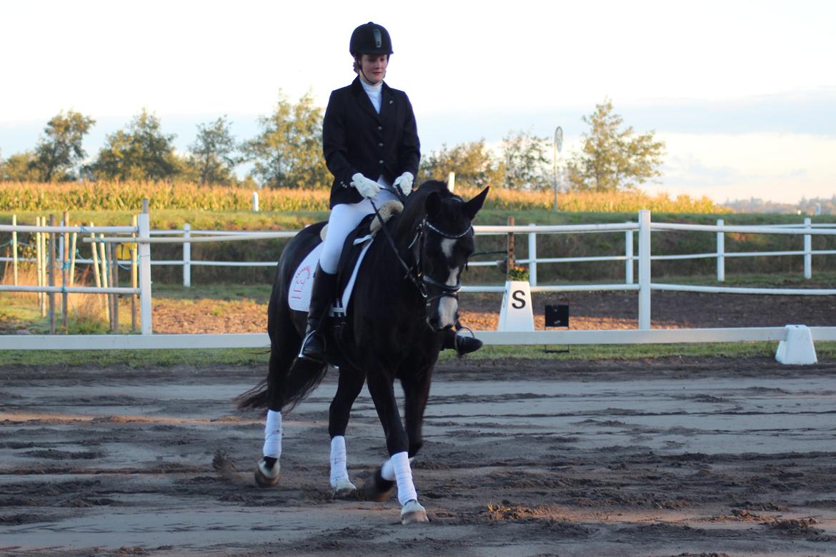 Anden særlig race Anomenens Gipzy Queen billede 12