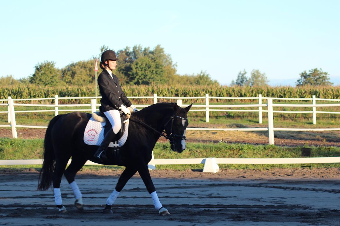 Anden særlig race Anomenens Gipzy Queen - Ned ad midterlinjen :) billede 15