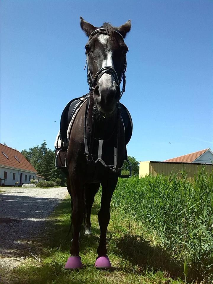 Anden særlig race Anomenens Gipzy Queen - Efter første tur på ryggen af hende- Bagefter trak jeg hende en tur ned af vejen billede 16
