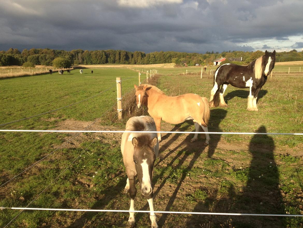 Pinto BROVANG'S FANTASIA billede 13