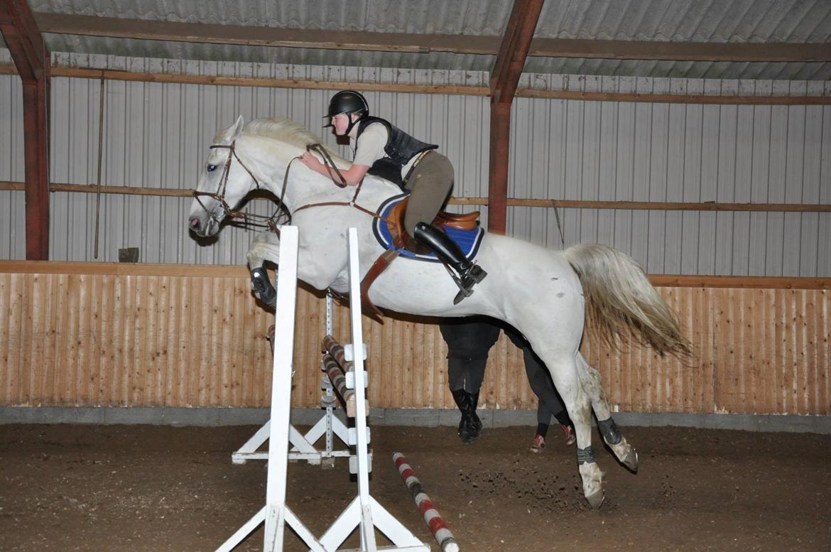 Hollandsk Varmblod TILBURY - 2013  billede 10