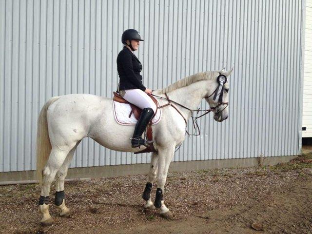 Hollandsk Varmblod TILBURY - 2013 
nummer 8 <3 billede 11