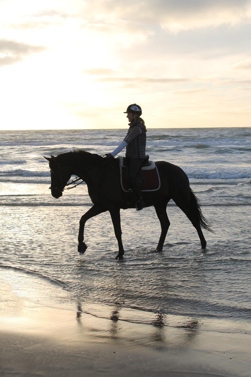 Dansk Varmblod LUTHERS TEQUILA SUNRISE - Tequila i Blokhus på linjefagstur med ANE. Første gang, han ser vand og får våde fusser. Fantastisk hest, der dog var ret bange for bølger. 
03/09 - 2013 billede 13