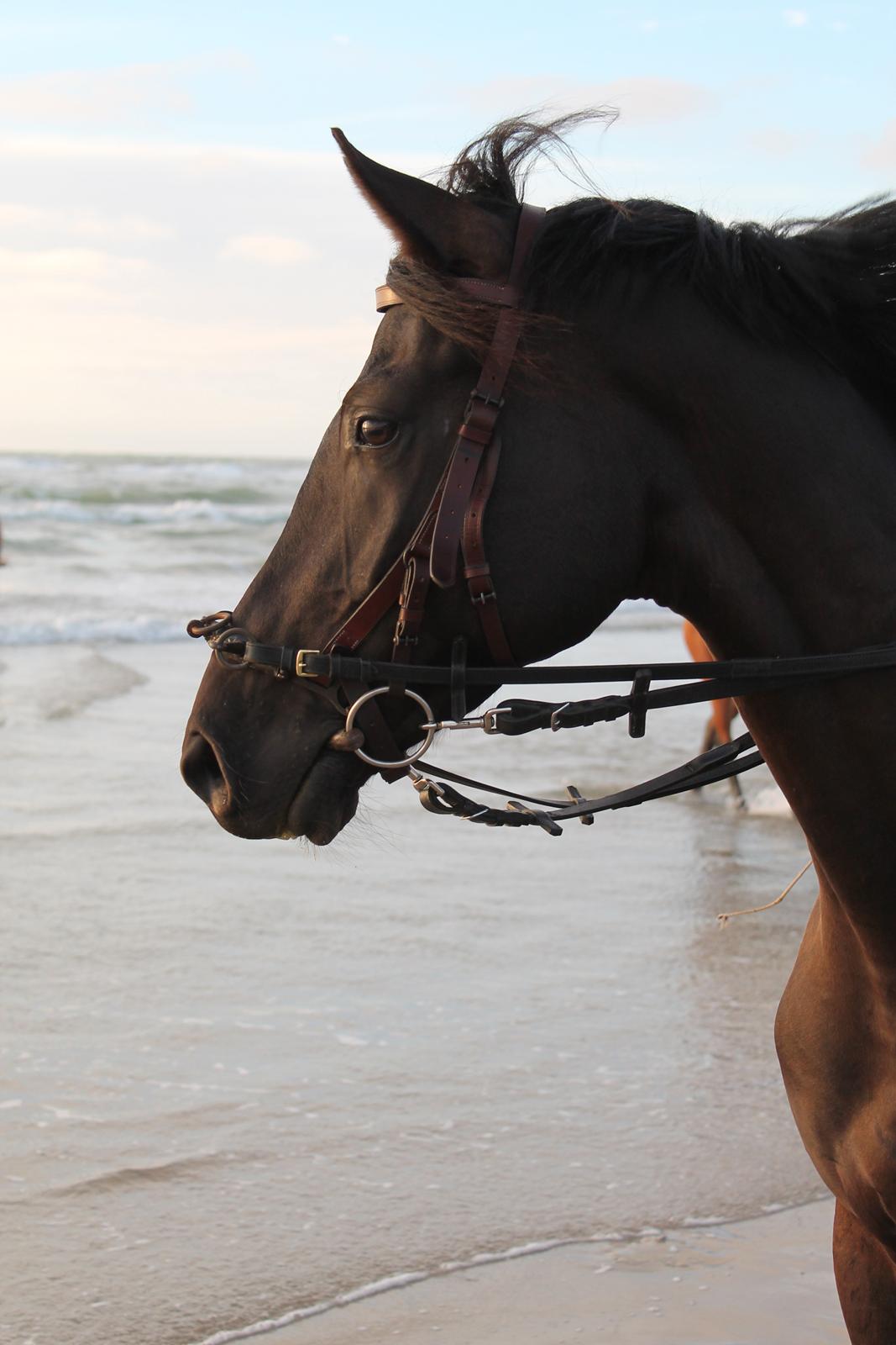 Dansk Varmblod LUTHERS TEQUILA SUNRISE billede 1