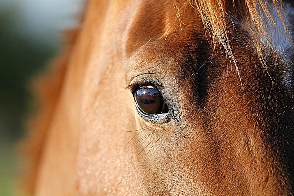 Fuldblod (XX) Golani Magen - Billedet er taget af Freja Sif Foto :) billede 2