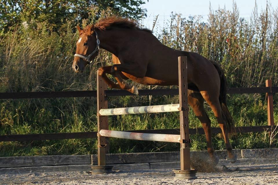 Fuldblod (XX) Golani Magen - Billedet er taget af Freja Sif Foto :) billede 1