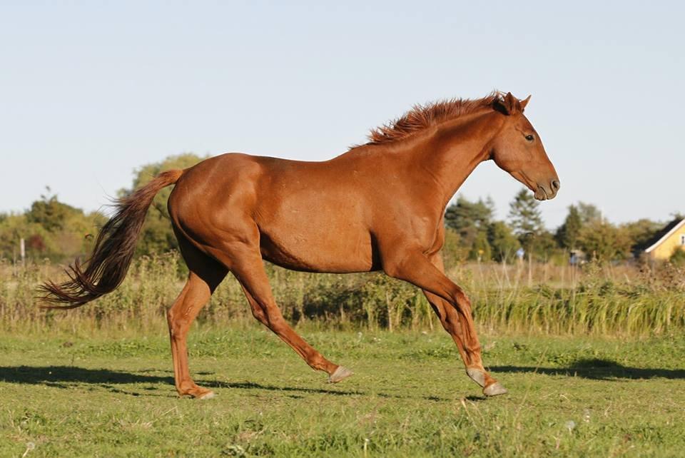 Fuldblod (XX) Golani Magen - Billedet er taget af Freja Sif Foto :) billede 5