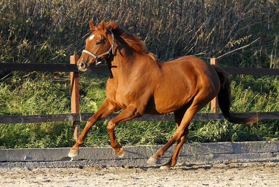 Fuldblod (XX) Golani Magen - Billedet er taget af Freja Sif Foto :) billede 9