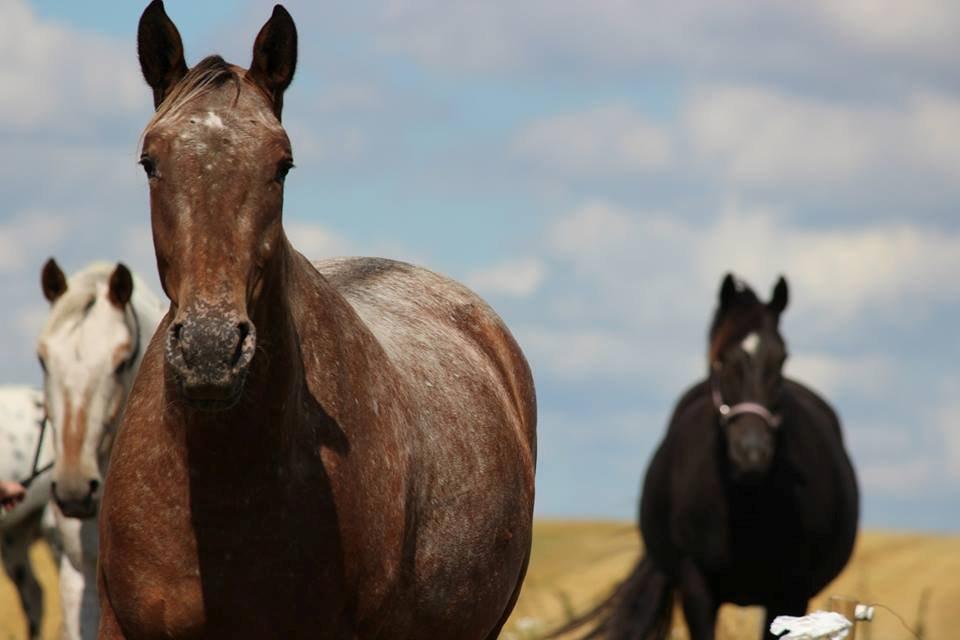 Knabstrupper Friis' Signe - Min skat billede 11