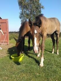 Sportsaraber (A) BS Laschano - Sommergræs hos Lars billede 9