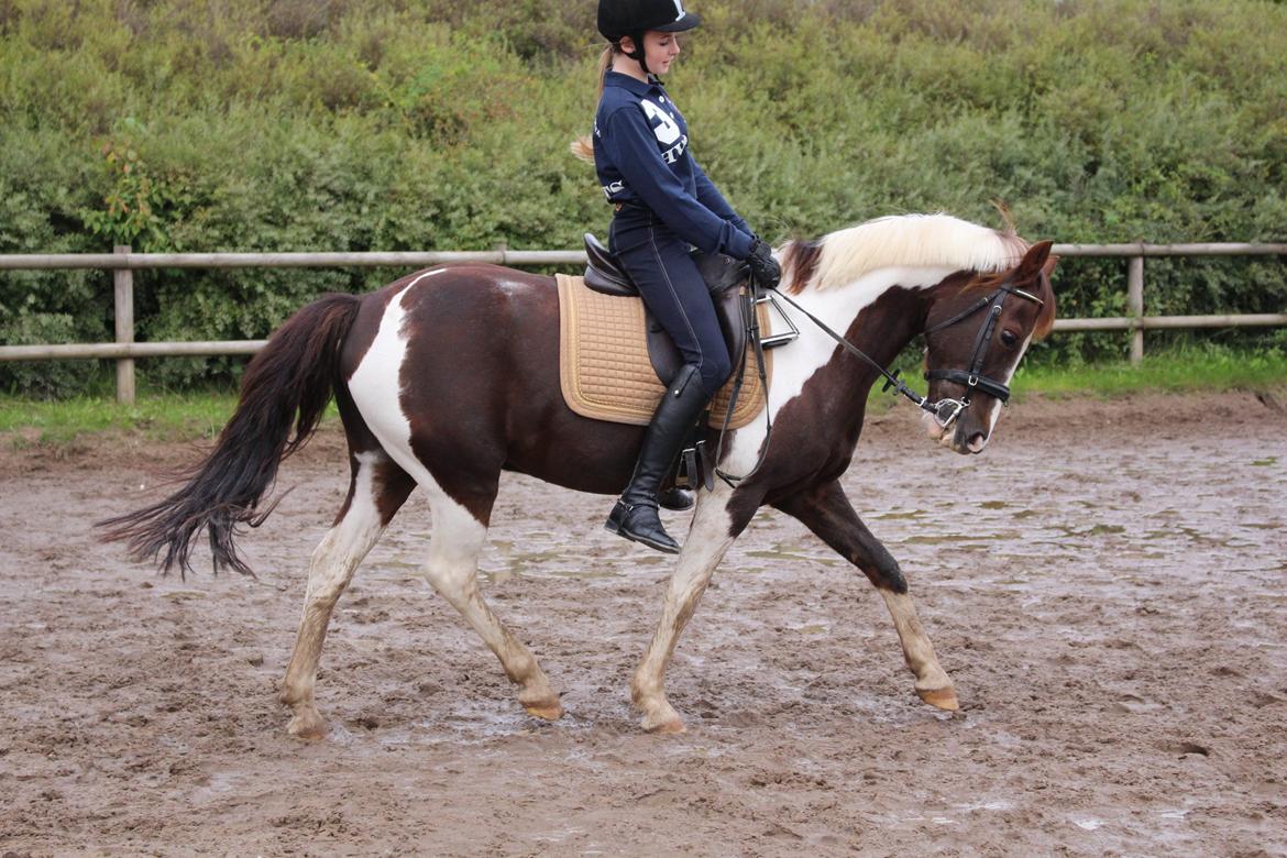 Pinto Cantona billede 3