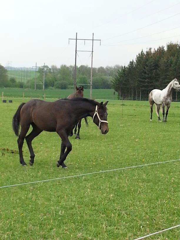 Sportsaraber (A) BS Schanitta - Prinsessen 1 år gammel billede 1