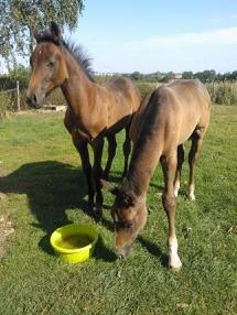 Sportsaraber (A) BS Schanitta - Sommergræs hos Lars billede 10