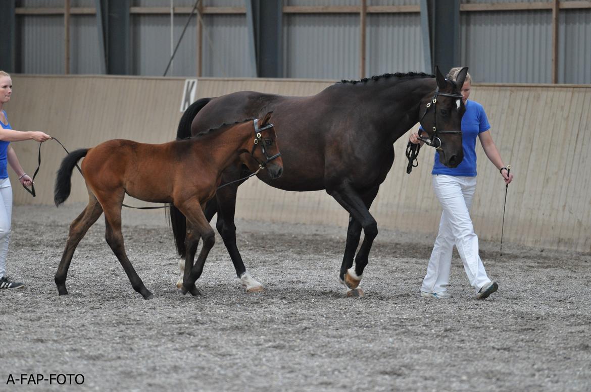 Sportsaraber (A) BS Schanitta - Følskue i DSAH billede 8