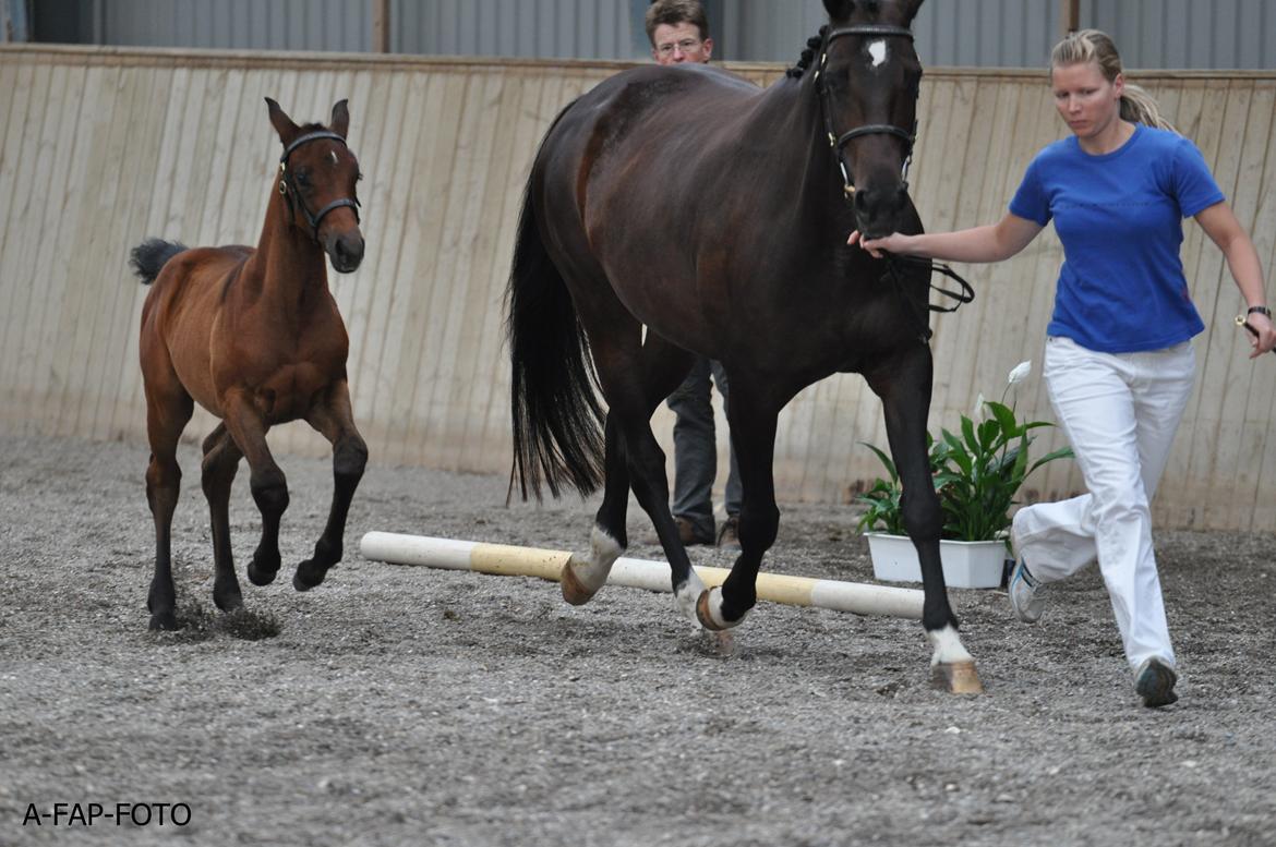 Sportsaraber (A) BS Schanitta - Følskue i DSAH billede 9