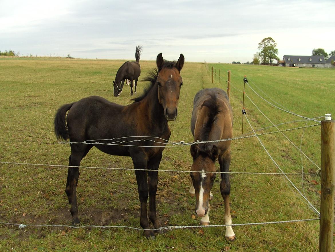 Sportsaraber (A) BS Schanitta - Et par våde banditter billede 11