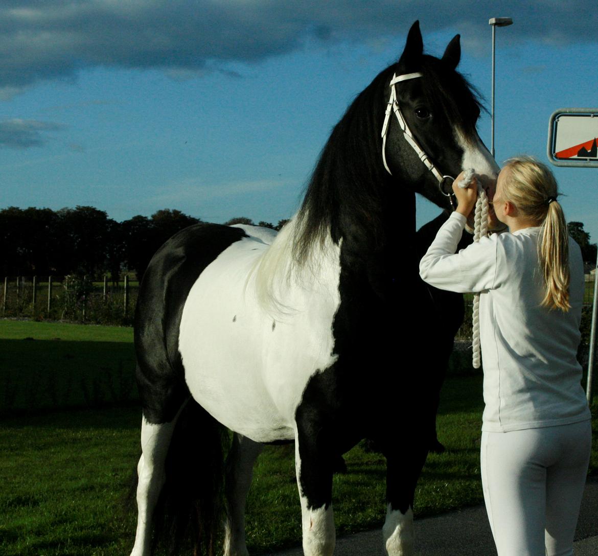 Barockpinto Angel af Pilevadgaard - Ster med 2 præmie. Danmark 2013. billede 15