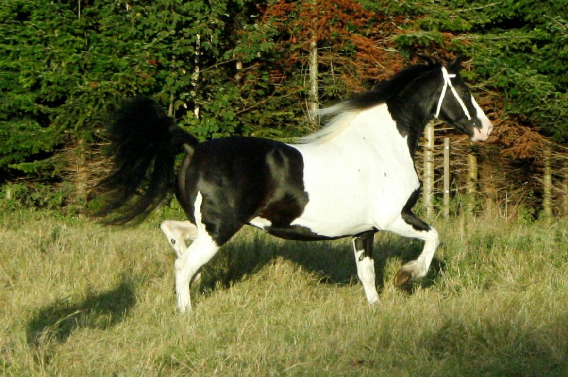 Barockpinto Angel af Pilevadgaard - Sep. 2013 billede 18