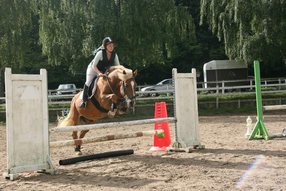 Haflinger Herkules - Første springstævne i cordeo på Taulov rideklub i september 2013 billede 8