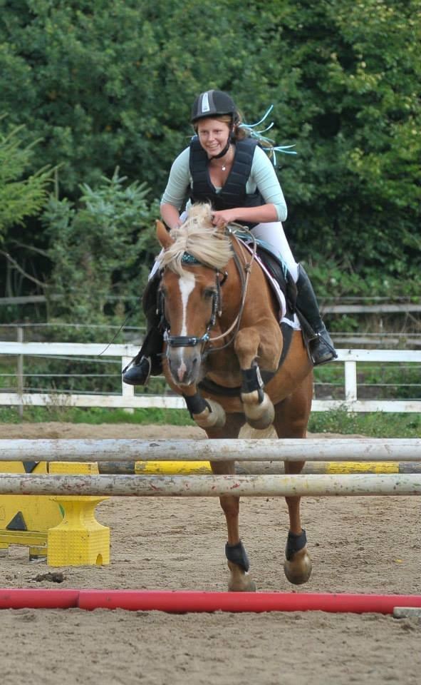 Haflinger Herkules - Første springstævne i cordeo på Taulov rideklub i september 2013 billede 6