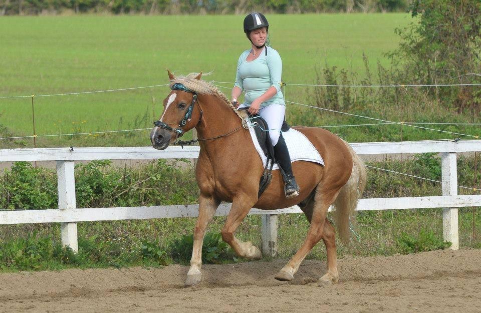 Haflinger Herkules - DHE dressur middel til stævnet på Taulov rideklub september 2013 billede 5