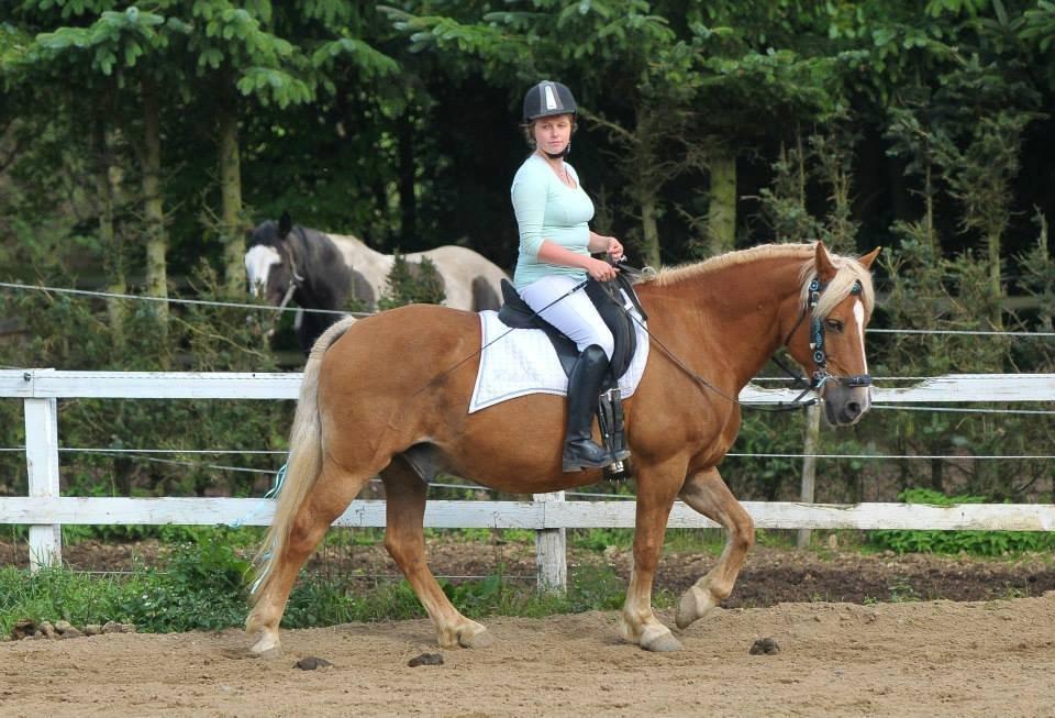 Haflinger Herkules - DHE dressur middel til stævnet på Taulov rideklub september 2013 billede 4