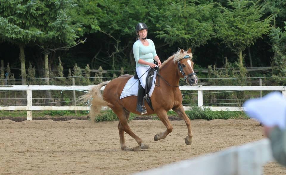 Haflinger Herkules - DHE dressur middel til stævnet på Taulov rideklub september 2013 billede 3