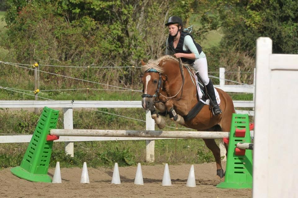 Haflinger Herkules - Første springstævne i cordeo på Taulov rideklub i september 2013 billede 7