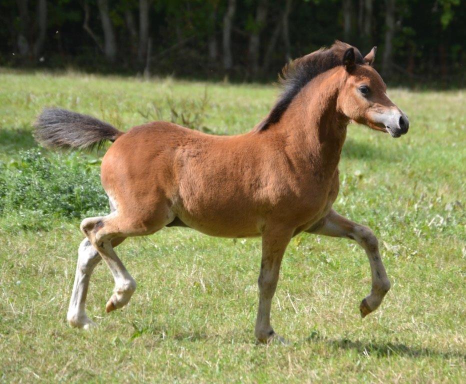 Welsh Mountain (sec A) Harvest Maistro billede 1