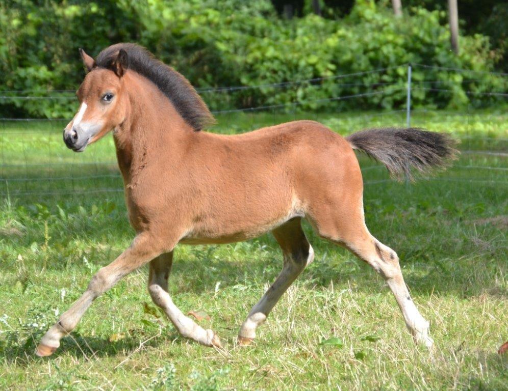 Welsh Mountain (sec A) Harvest Maistro billede 2