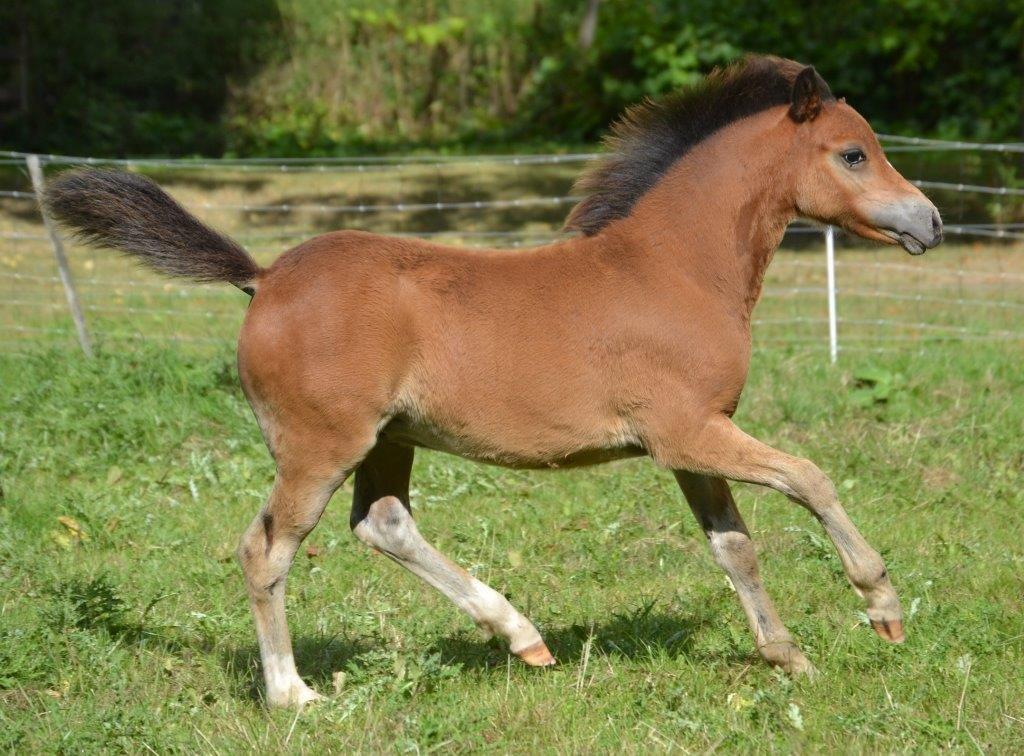 Welsh Mountain (sec A) Harvest Maistro billede 3